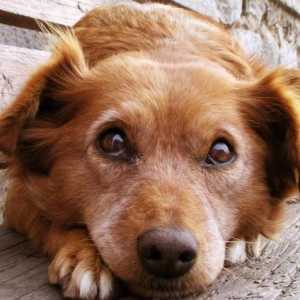 Royal Canin Gastro Intestinal - храна за специална диета