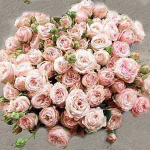 Роуз `бомбастик`: холандските рози