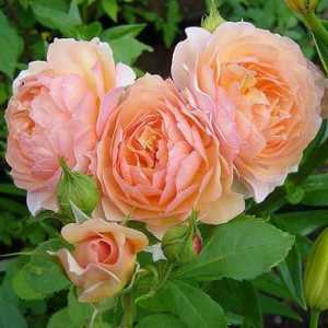 Rose `Grace` - описание на сорта и особеностите на отглеждането