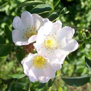 Rose of May (шипка): описание, снимка