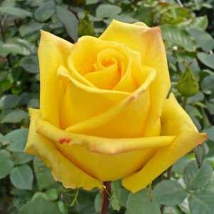 Роза Мохана - красиви цветя