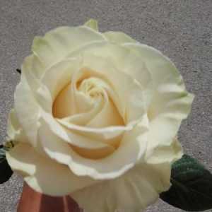 Роуз Мондиа: кралица сред бели рози