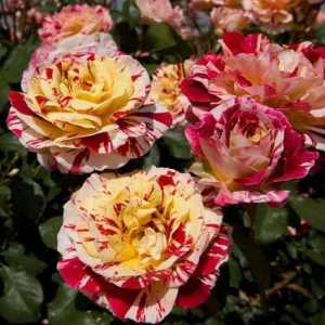 Роза (розово семейство Rosaceae): описание, функции и отзиви