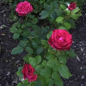 Роза червена интуиция: описание и характеристики