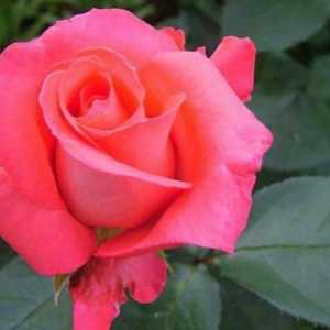 Rosa shakira - изборът на градинарите