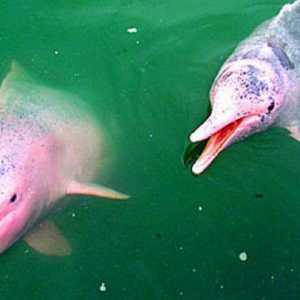 Розови делфини - тайната на природата