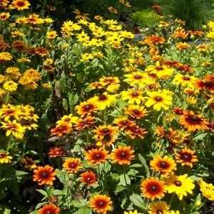 Многогодишно рубекие - слънцето във вашата градина