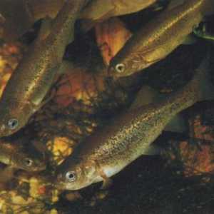 Риби обикновени minnow (minnow-belladonna): описание, разпространение