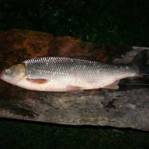 Кутум риба: местообитания и риболов