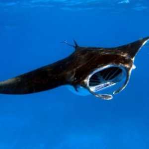 Риба "морски дявол" - храна, условия на живот, размножаване