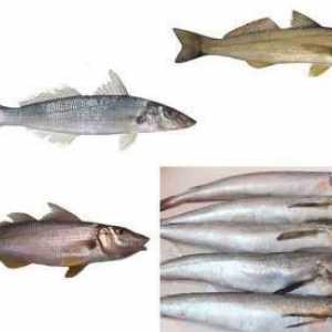 Рибата син меджид: ползите и вредите от морски дарове