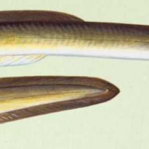 Риби от речни змиорки: сортове, произход и начин на живот