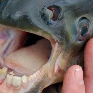 Риба с човешки зъби. Необичайна риба на света - снимка