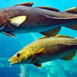 Fish saika, жител на северните морета