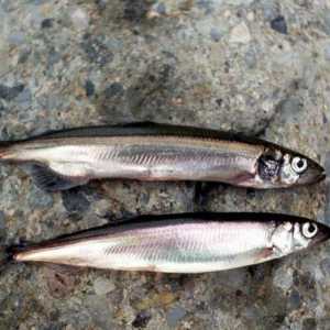 Риба uek (capelin): описание, местообитания, икономическо значение