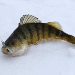 Риболов във витебския регион през зимата