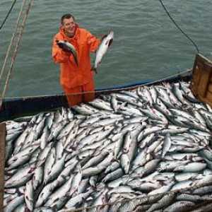 Рибната промишленост. Риболовният флот. Предприятия за преработка на риба. Федералния закон за…