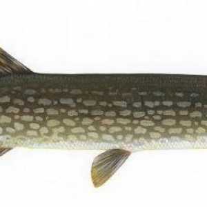 Риби от региона Самара: снимка и описание
