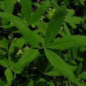 Сабеника: лечебни свойства на растението