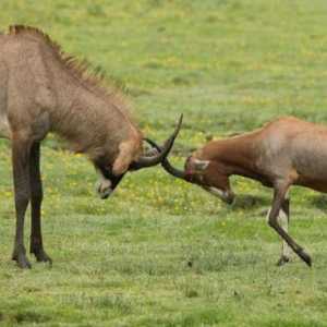 Antelope Saberogaya: снимка, описание, разпространение