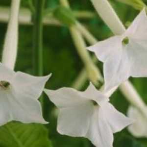 Цветен аромат на цветя в градината: засаждане и грижи за растението