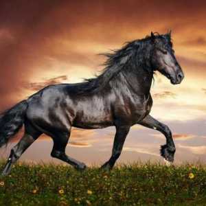 Най-бързият кон в света: сила, която не зависи от човека