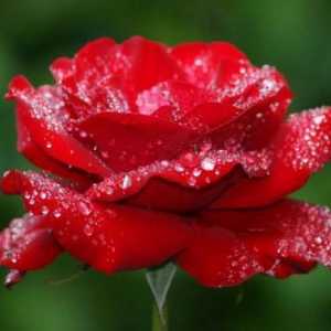 Най-невероятната и красива роза Еквадор: снимки, оценки