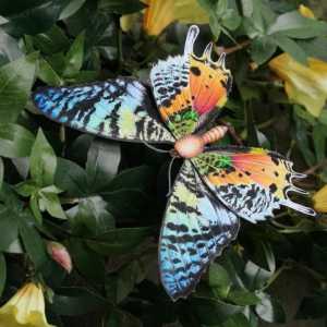 Най-красивата пеперуда. Името на най-красивата пеперуда в света