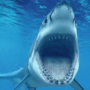 Най-опасната акула в света е тази, в която си влязъл
