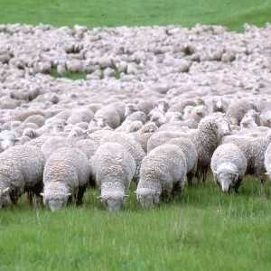 Най-често срещаната порода овце в Австралия е мерино. Развъждане на овце
