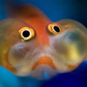 Най-смешната риба в света е "небесното око"