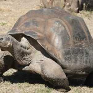 Най-старата костенурка в света. История на живота
