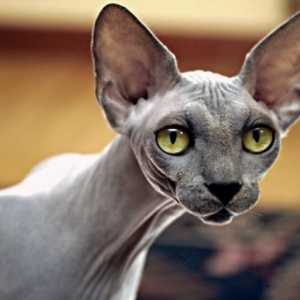 Най-тайнствената порода котки е Сфинкса