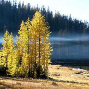 Най-често срещаното дърво в Русия: популярни представители на руската гора