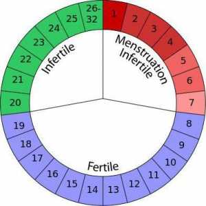 Най-безопасните дни от бременността: как да изчислявате? Календарният метод за защита от…