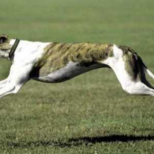 Най-бързо кучетата в света. Кратко описание на скалите