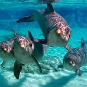 Най-интересните факти за делфините. Интересни факти за делфините за деца