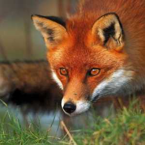 Най-интересните факти за лисиците: местообитание, храна и видове