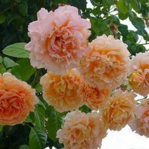Най-красивите рози в света: снимки с имена