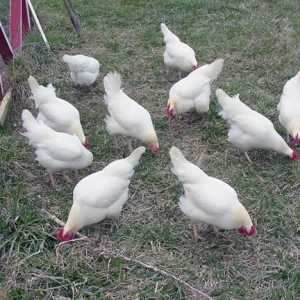 Най-добрите породи яйца-породи пилета: описание, характеристики и прегледи