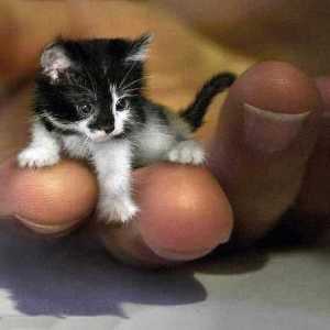 Най-малките котки в света и техните характеристики