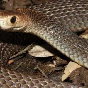 Най-опасните змии на Австралия: снимка и описание