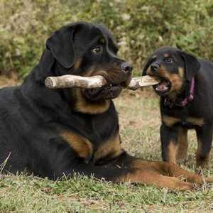 Най-посветените породи кучета: описанието и естеството на породите