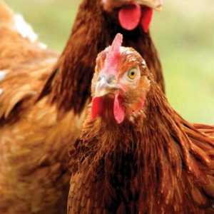 Най-често срещаните заболявания на кокошките