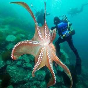 Най-тайнствените обитатели на океана: гигантски октоподи