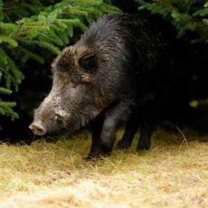 Най-голямата дива свиня в света: невероятни истории за диви прасета