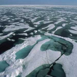Най-студеният океан на планетата: климатът и органичният свят