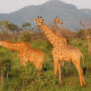 Най-големият природен резерват в Африка. Топ 10 национални паркове и природни резервати в Африка