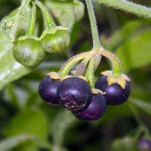 Sunberry: плод на слънчево здраве