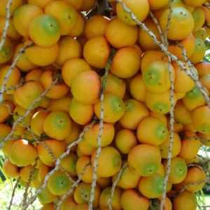 Годни за консумация плодове от палмови дървета